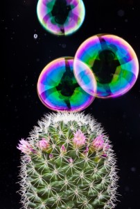 bubble cactus burst